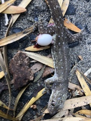 Hemidactylus garnotii