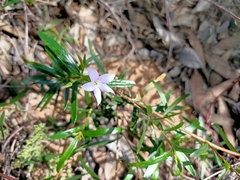 Billardiera cymosa