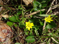 Ficaria verna