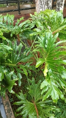 Thaumatophyllum bipinnatifidum