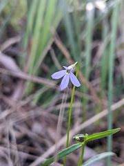 Lobelia stenophylla