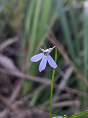 Lobelia stenophylla