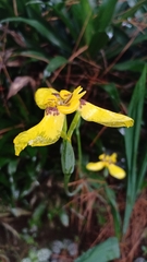 Trimezia steyermarkii