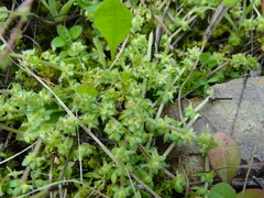 Valantia muralis