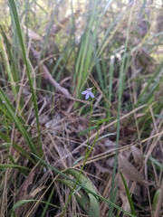 Lobelia stenophylla