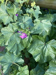 Malva sylvestris