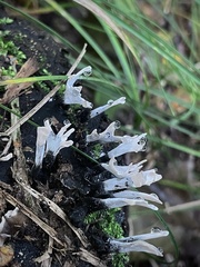 Xylaria hypoxylon