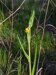 Philydrum lanuginosum