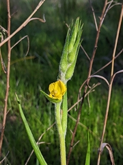 Philydrum lanuginosum