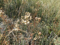 Patrinia rupestris