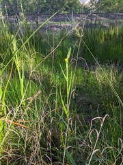 Philydrum lanuginosum