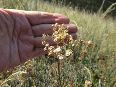 Patrinia rupestris
