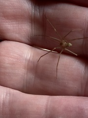 Loxosceles rufescens