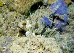 Centropogon australis