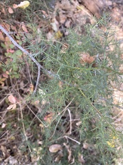 Asparagus acutifolius