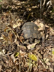 Testudo graeca ibera