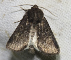 Tholera cespitis