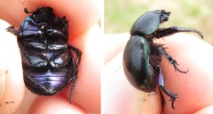 Trypocopris pyrenaeus