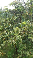 Psidium