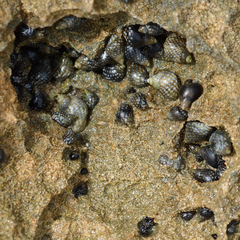 Echinolittorina punctata