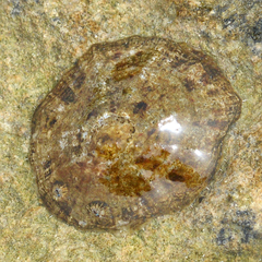 Patellogastropoda