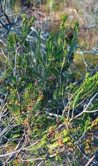 Passerina obtusifolia
