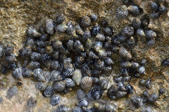 Echinolittorina punctata