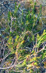 Passerina obtusifolia