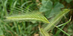 Hordeum