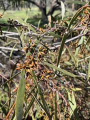 Eucalyptus odorata