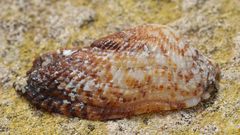 Arca noae