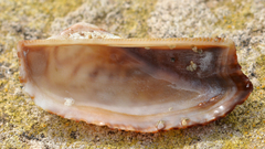 Arca noae