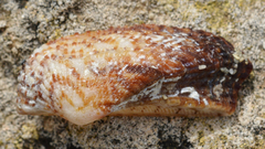 Arca noae