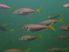 Trachurus novaezelandiae