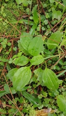 Plantago major