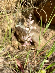 Lachenalia