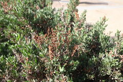 Limoniastrum monopetalum