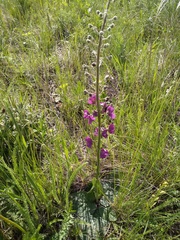 Verbascum phoeniceum