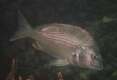 Acanthopagrus australis