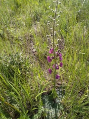 Verbascum phoeniceum
