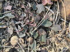 Dracocephalum nutans