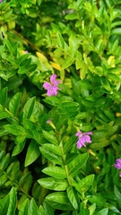 Cuphea carthagenensis