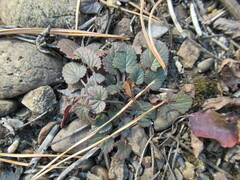 Dracocephalum nutans