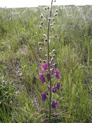 Verbascum phoeniceum