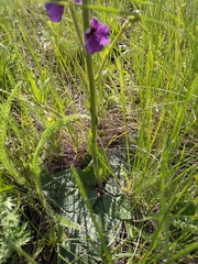 Verbascum phoeniceum