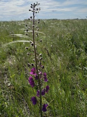 Verbascum phoeniceum