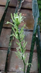 Sansevieria trifasciata