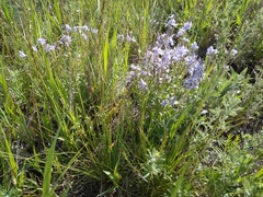 Veronica prostrata