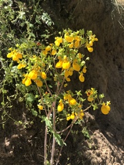 Calceolaria corymbosa