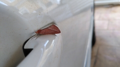 Compsoptera opacaria